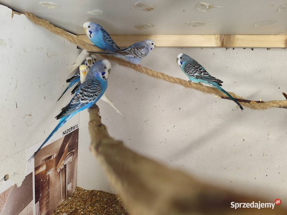 Papugi nimfy i faliste Borusowa