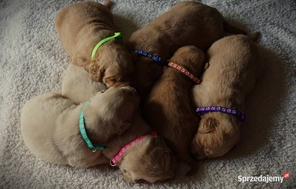 Szczeniak Golden Retriever Rzeszów