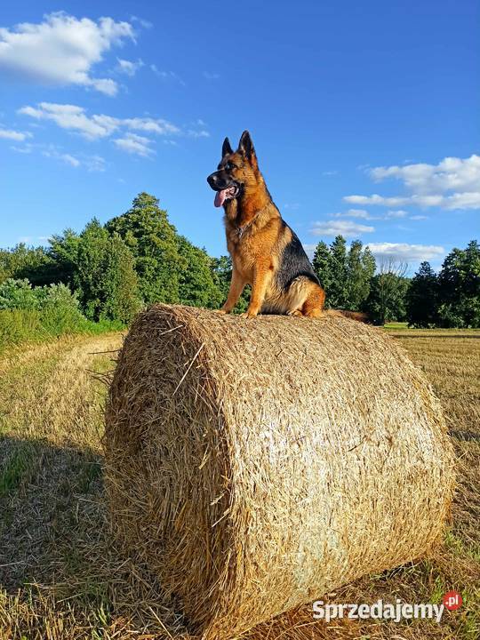 Szczeniaki owczarka niemieckiego krótkowłosy Witaszyce