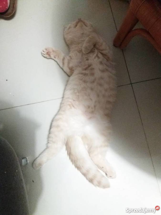 Kocięta brytyjskie kremowe Luboń