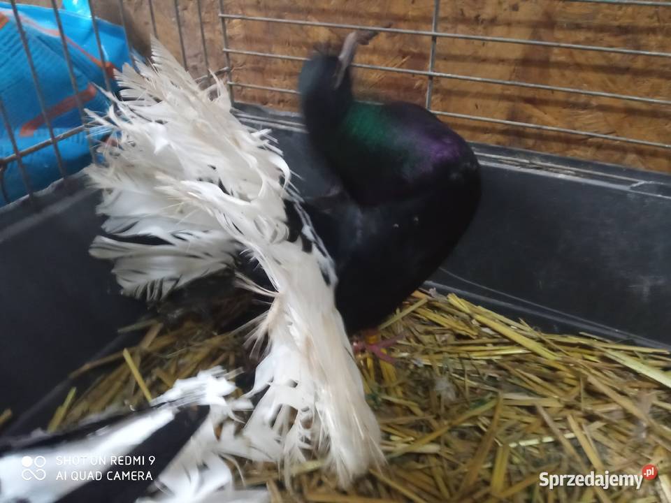 Pawiki czarne na białych ogonach siwe Zamość