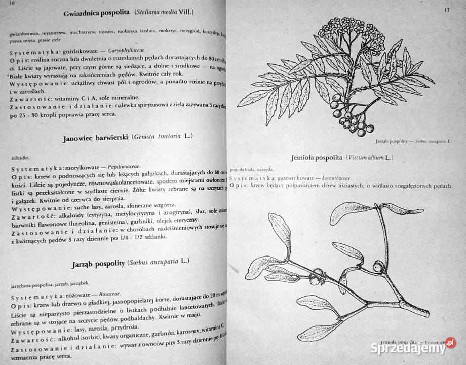 Przewodnik ziołolecznictwa ludowego E Kuźniewski Chełm