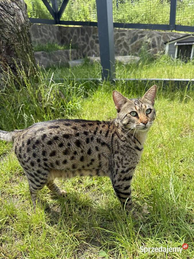 Savannah F3 Rihanna Kraków