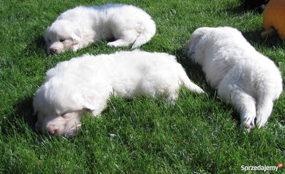 owczarek podhalański