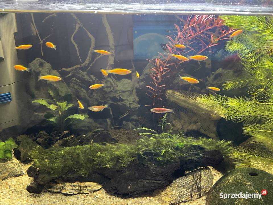 Danio Fluo Pomaranczowe Sosnowiec