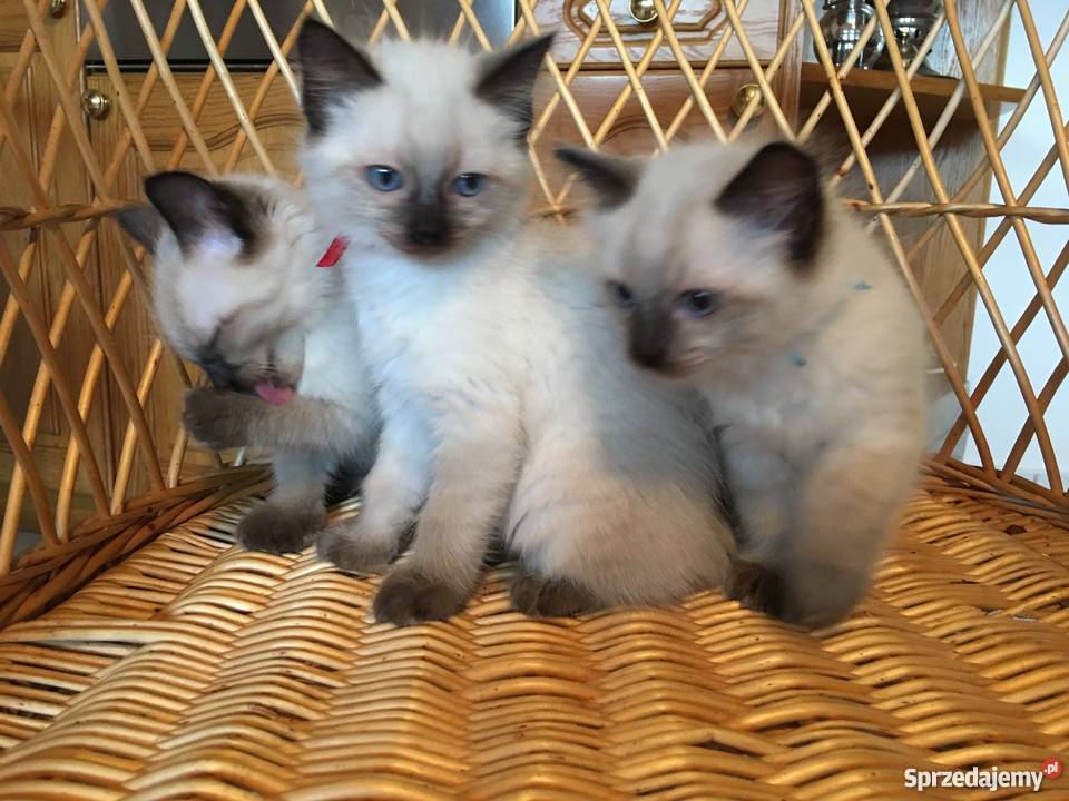 Kociaki kocięta syjamskie mazowieckie