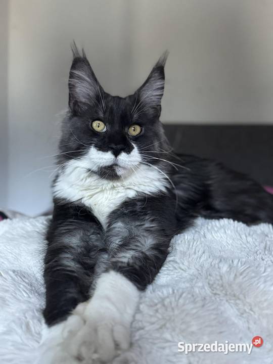 Maine Coon kocurki kotki Koci Gang Leśny Krotoszyn