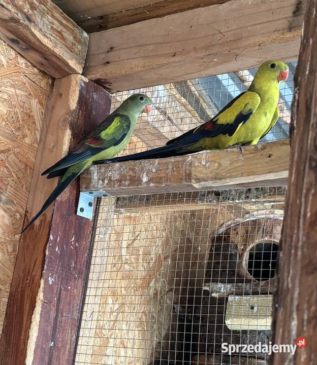 Papugi górskie para Strzegom
