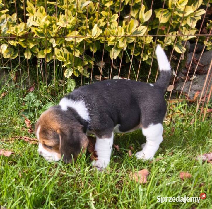Beagle szczeniaki ZKwP FCI elitarne pochodzenie