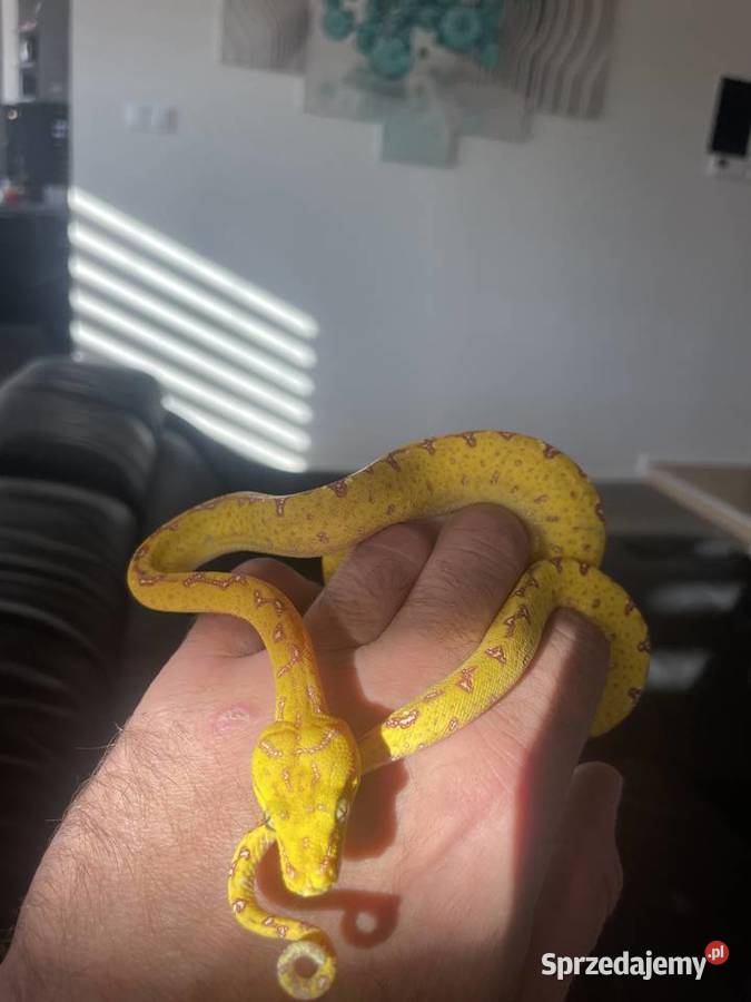 Morelia viridis pyton zielony Częstochowa