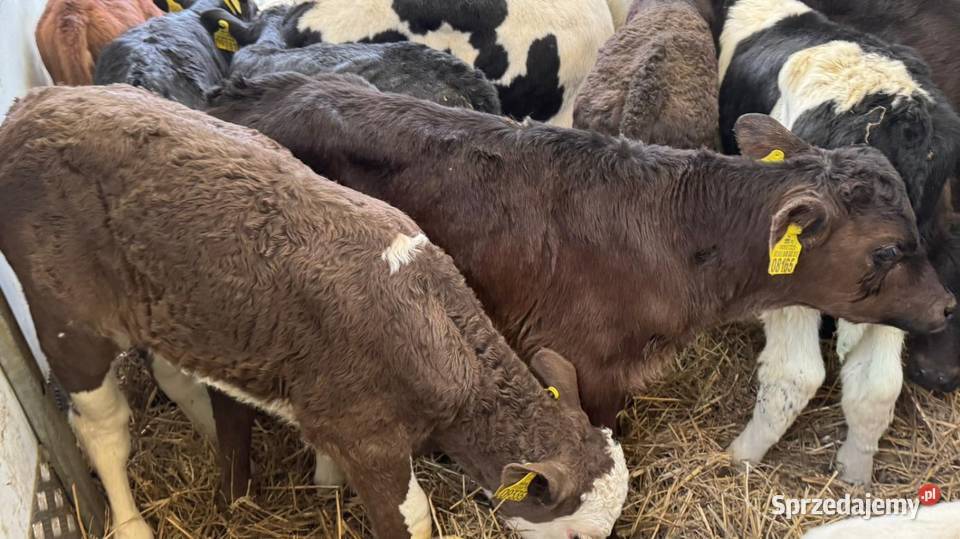 Sprzedam Byczki POLSKIE Piotrków Trybunalski