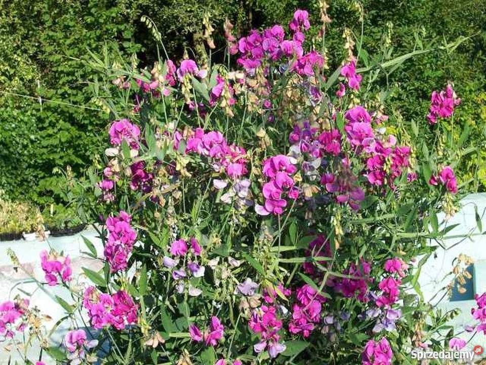 Groszek wieloletni bylina Bydgoszcz sprzedam