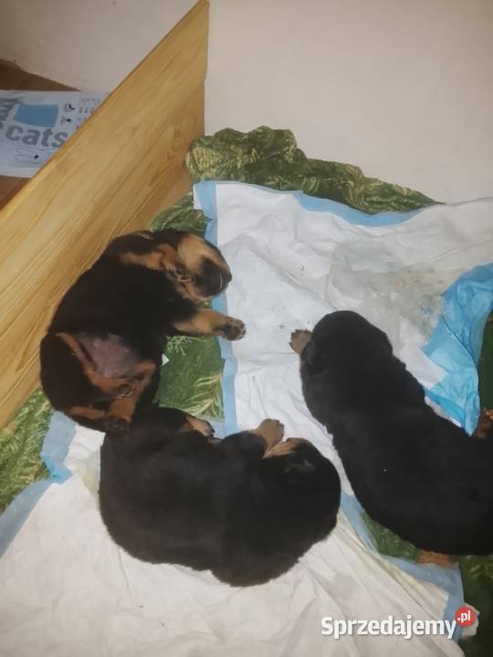 Rottwailer szczeniaczki Łękawica