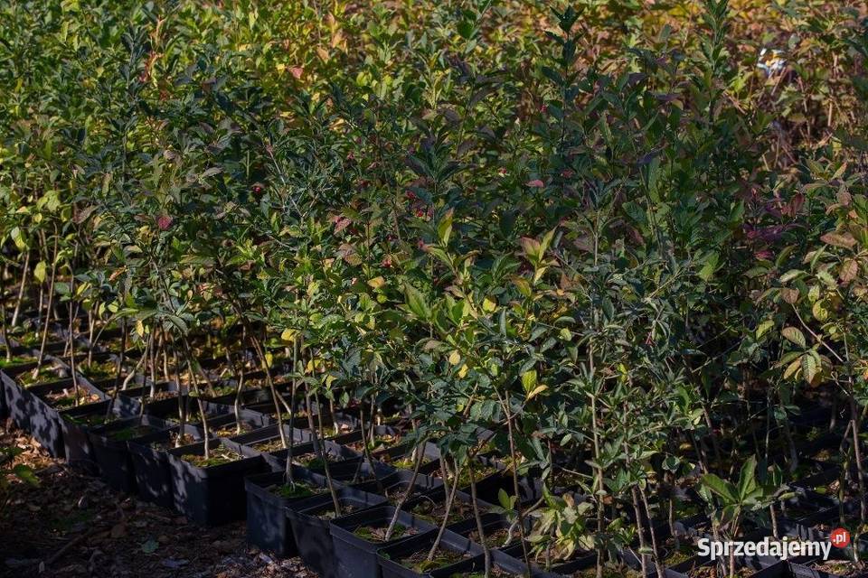 Trzmielina pospolita Euonymus europaeus 5070
