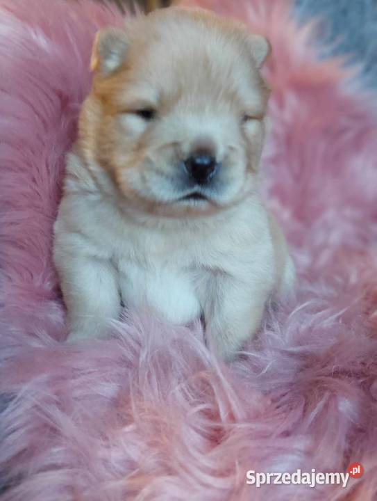 Chow Chow ZKwPFCI Marzęcice