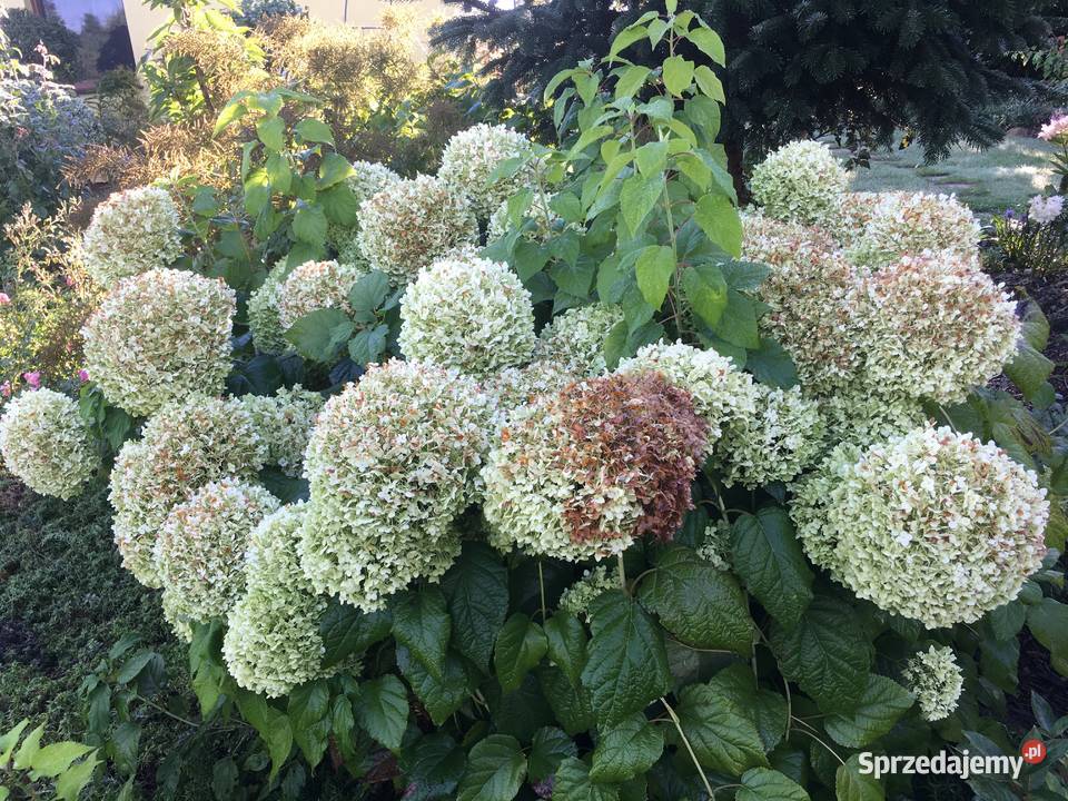 Sadzonki hortensji Anabell Krzekotówek