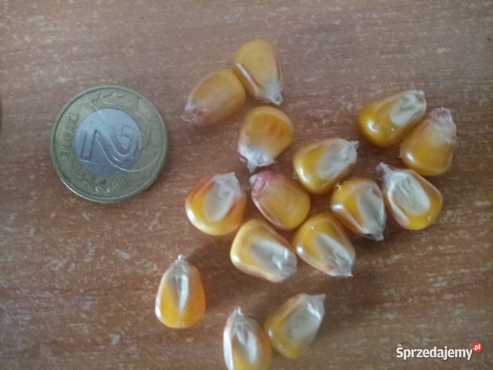Kukurydza Tipico i Tabarro podkarpackie