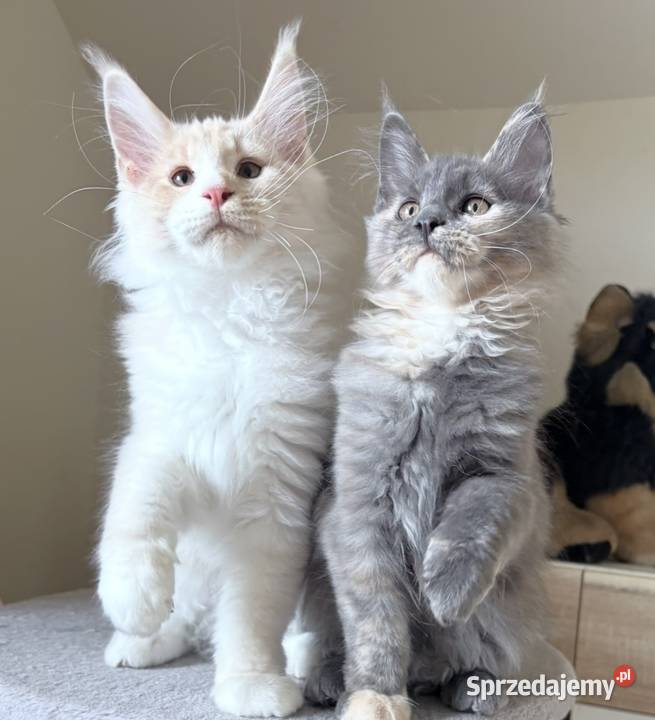 Maine Coon Niebieskie szylkretki Linia Shaded Wińsko sprzedam