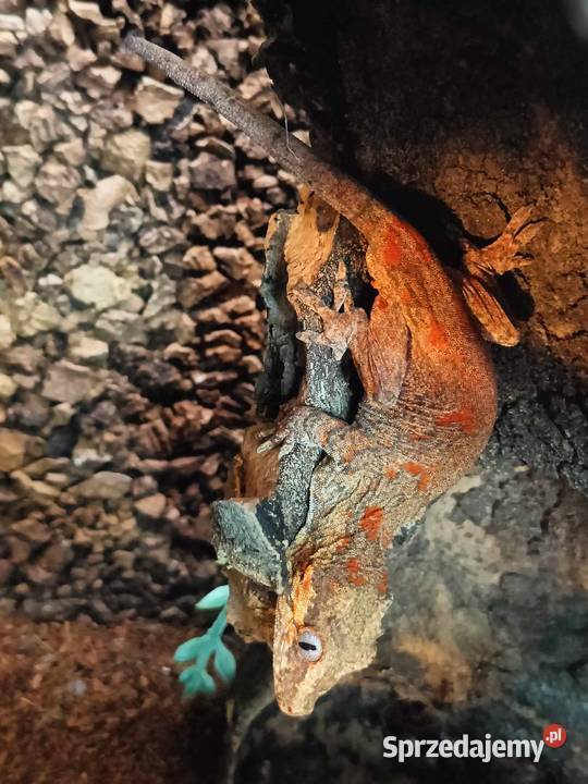 Gekon gargulcowy Rhacodactylus auriculatus Kraków