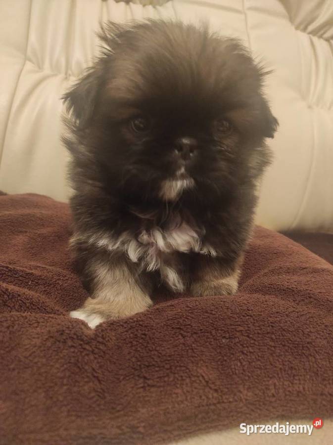 Śliczne Pekińczyki świętokrzyskie