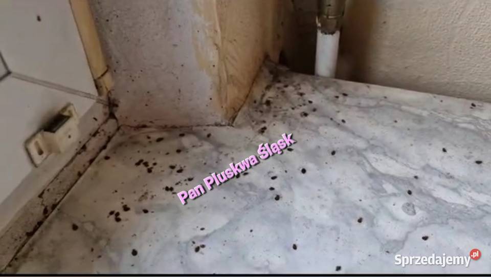 Pluskwa domowa zwalczanie pluskiew odpluskwianie Usługi Katowice