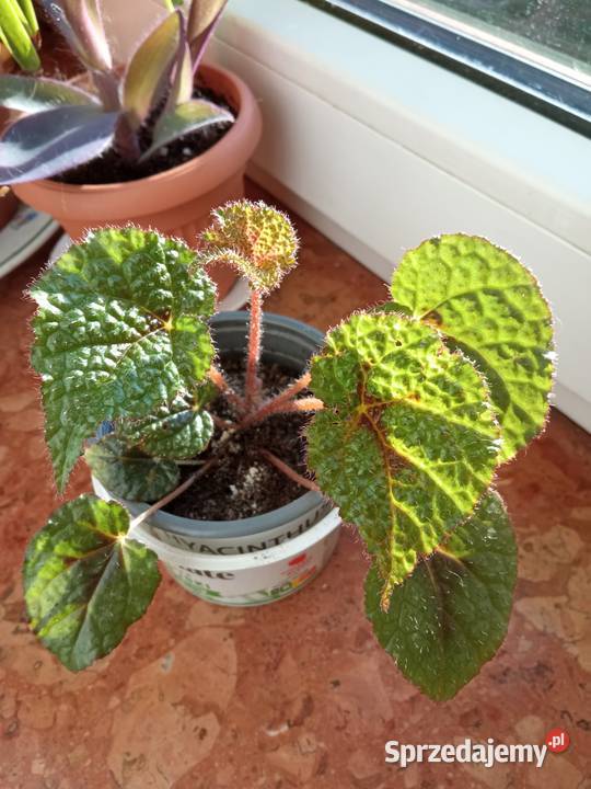 A może fiołka begonię