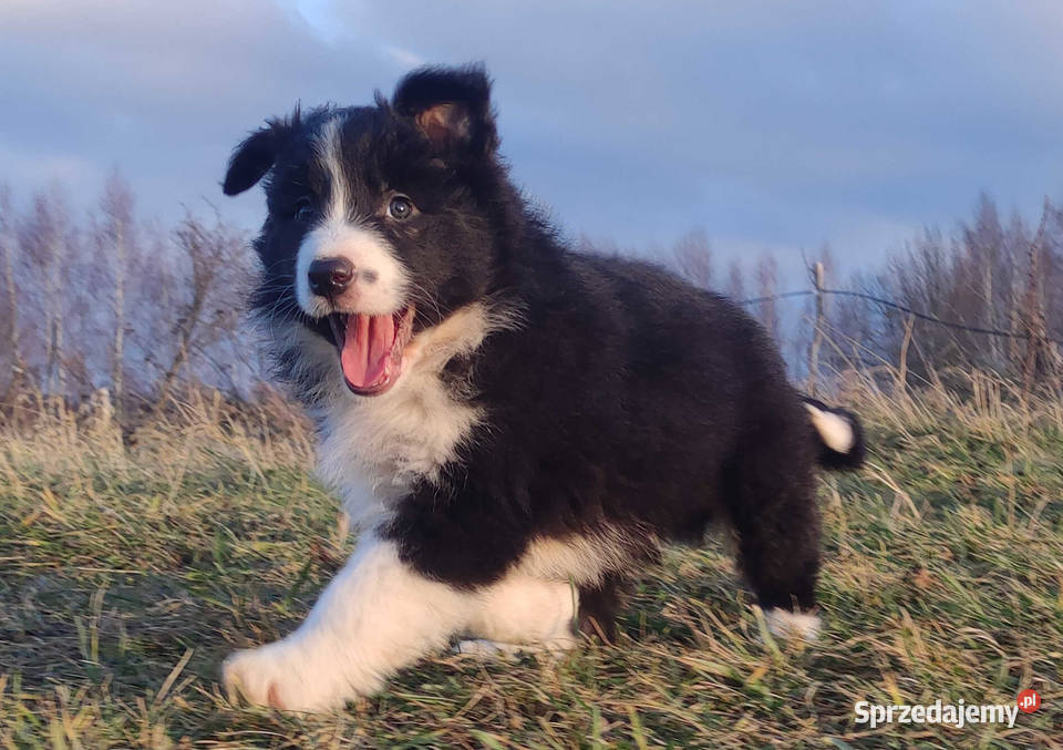Szczenię BORDER COLLIE z Hodowli Rasowy pies z Pozostałe
