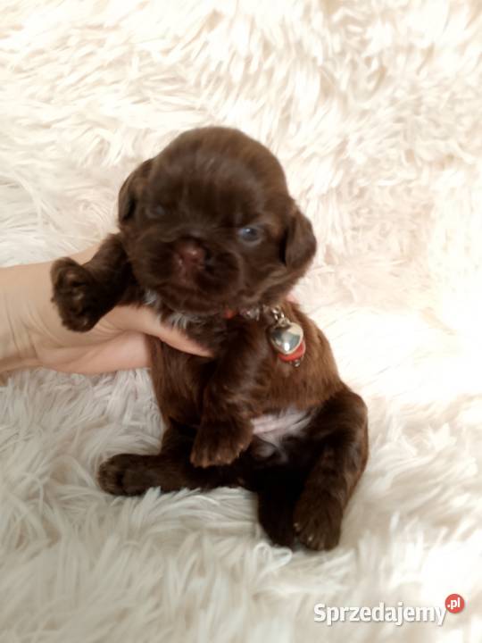 Śliczna czekoladowa suczka rasy ShihTzu Kępno sprzedam