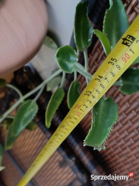 żyworódka kolejna 90