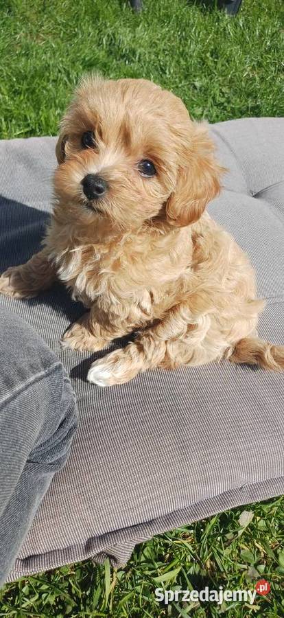 Szczenięta Maltipoo Pozostałe Gorlice