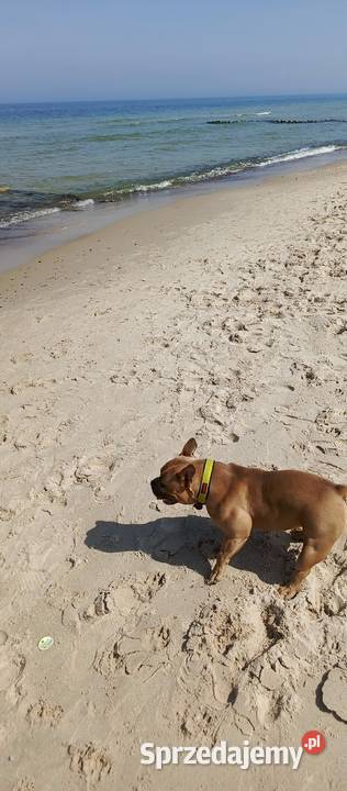 American Bully 1 rol suka metryka Bolesławiec