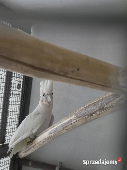 Dorosła para Kakadu Mała Salomońska łac Cacatua Ptaki Zwierzęta