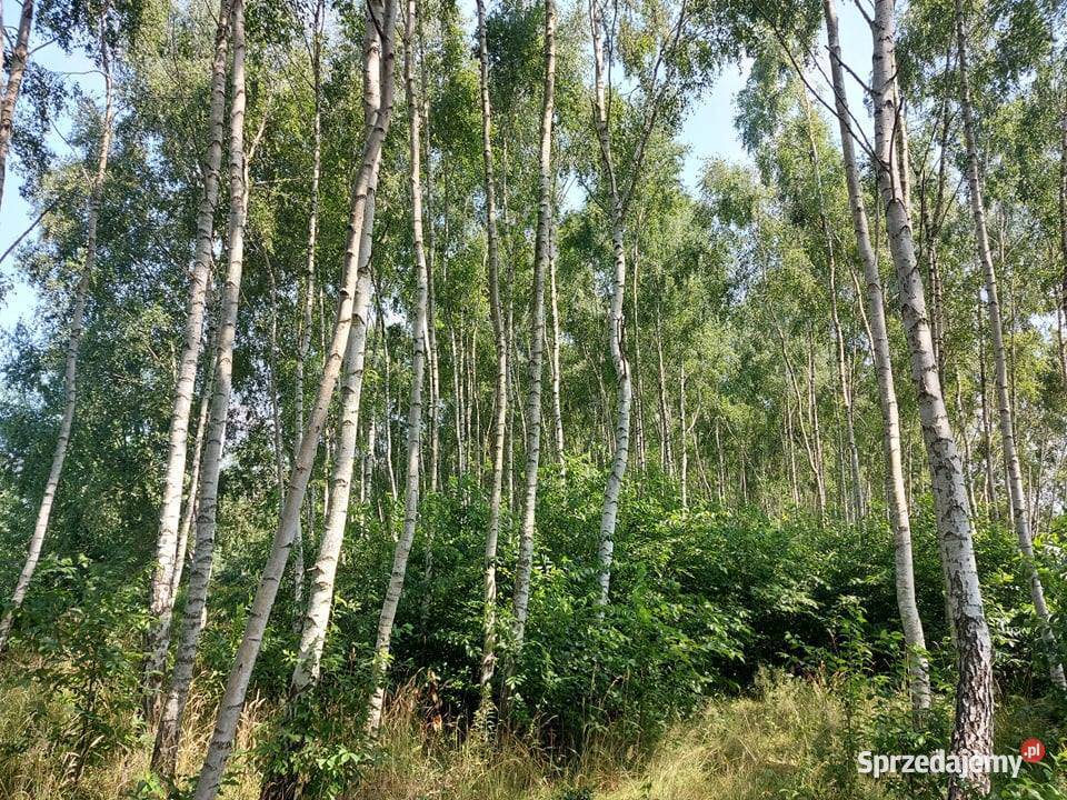 Działka rolna Bukowiec 5911 m2 Inwestycja 28m łódzkie