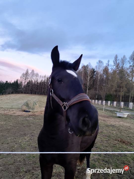 2 LETNI WAŁACH SP ŚLĄZAKU warmińsko-mazurskie Olsztyn