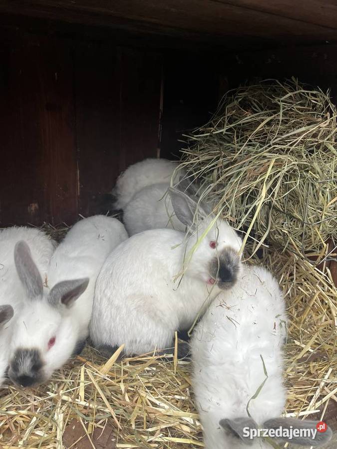 Kalifornie młode wielkopolskie sprzedam