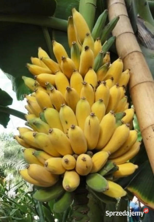 BANANOWIEC BALBISIANA Musa balbisiana NASIONA Lubanie