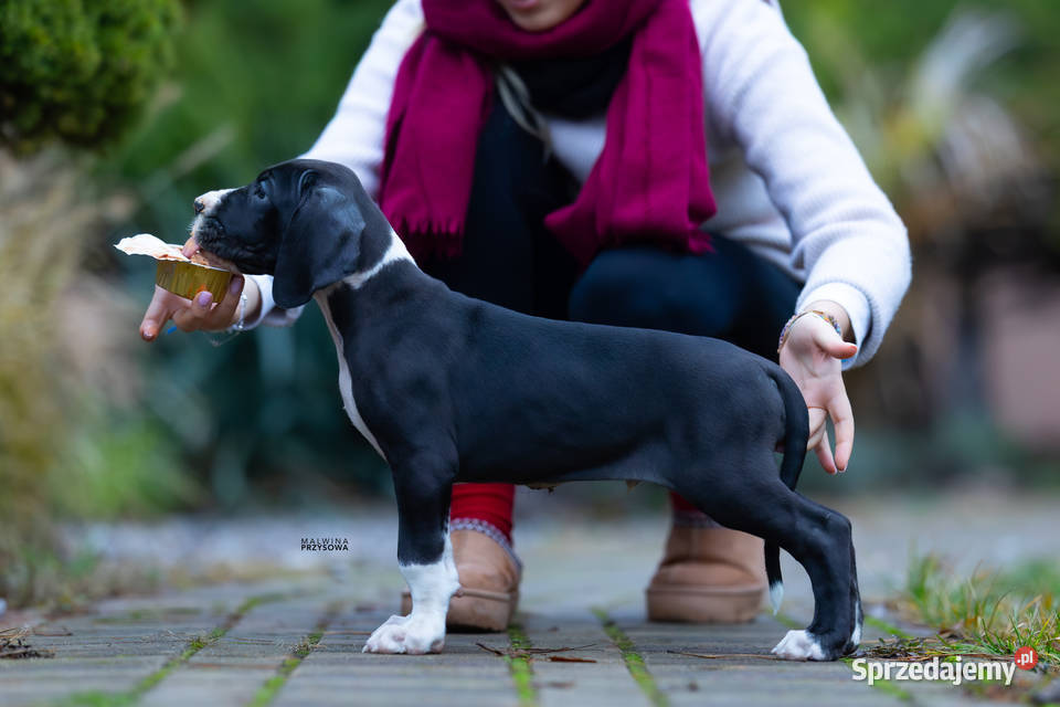 Dog niemiecki samiec plaszczowy 10 tyg Mszczonów