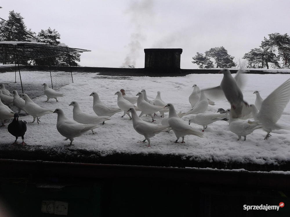 Golebie Biale Pocztowe Pozostałe sprzedam