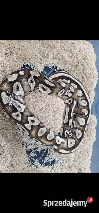 Dorosla samica pyton królewski mojava Orange zachodniopomorskie Sławno