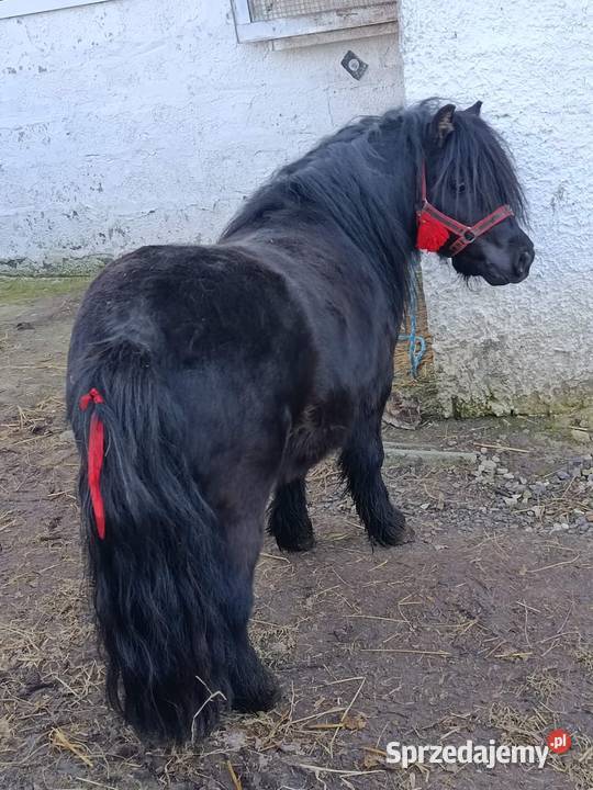 sprzedam kucyka Hrubieszów