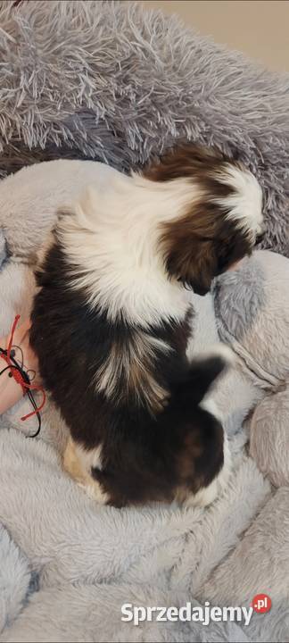 Shih tzu piesek Mokrsko sprzedam