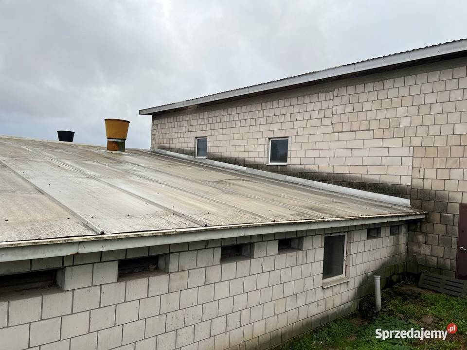 Syndyk sprzeda 12 nieruchomości Cimoszki gm 19zł/m2