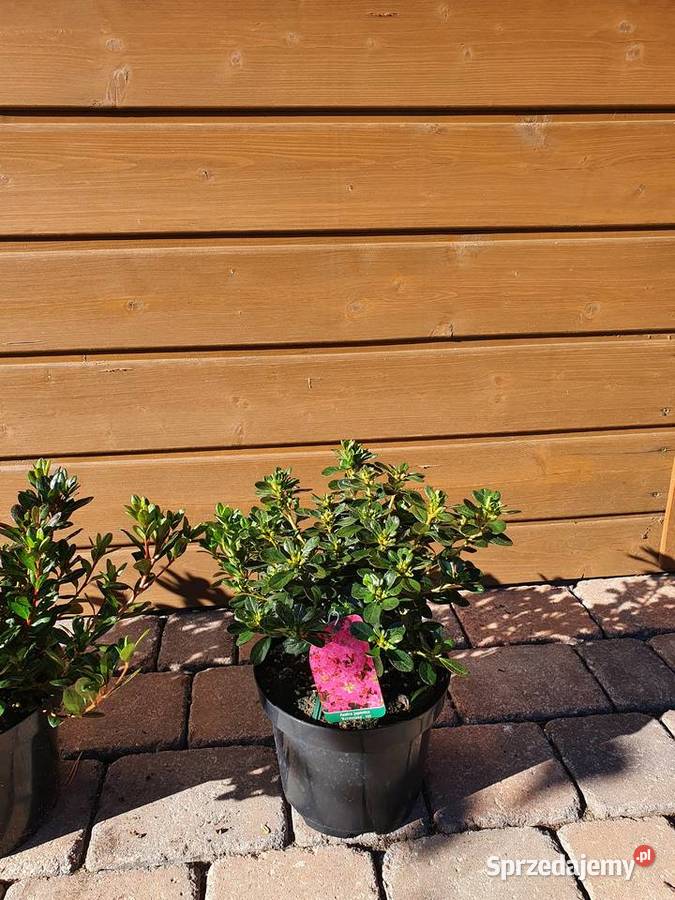 azalia japońska krzewy ozdobne rododendron Simoradz