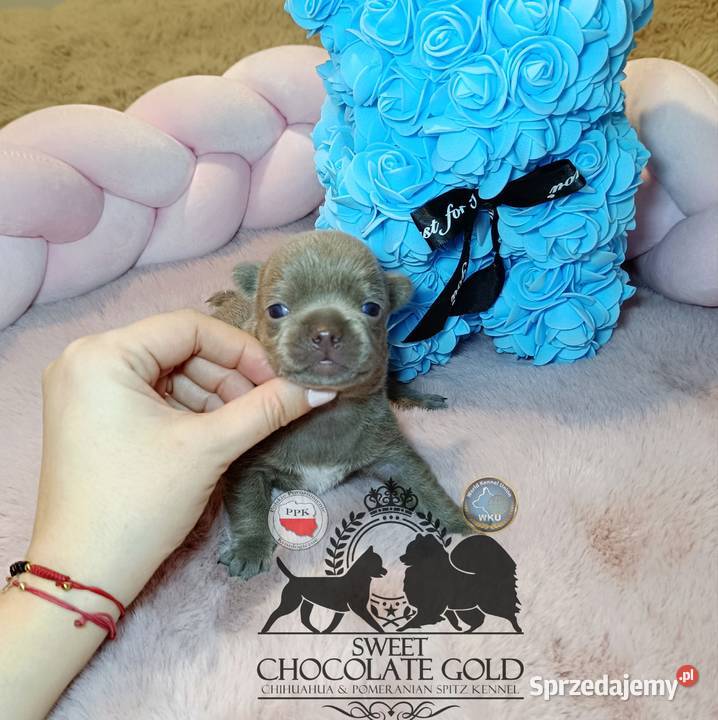 Chihuahua piesek liliowy krótkowłosy piękny mazowieckie Warszawa sprzedam