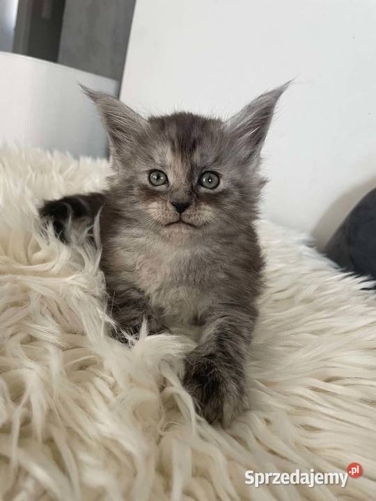 Asa koteczka Maine Coon