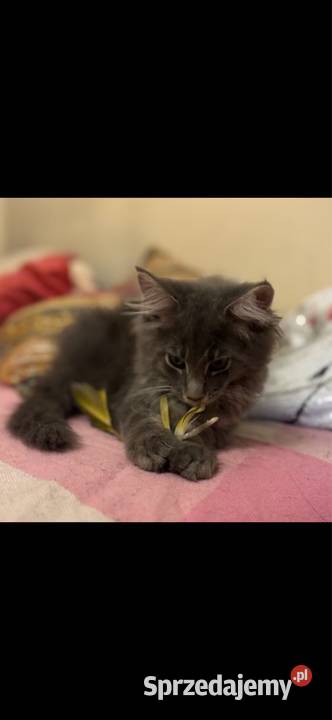 Kotki Maine Coon Maine Coon Warszawa sprzedam