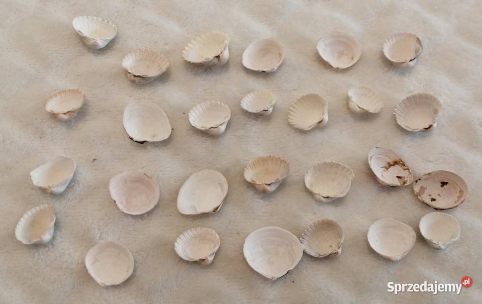 Zestaw Muszli 27 2 72 Kreatywne