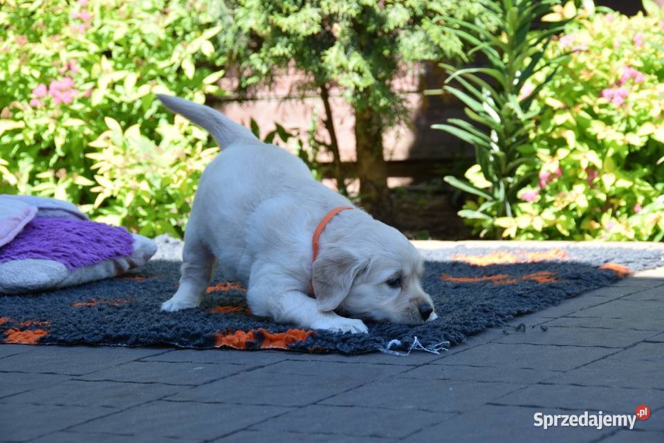 Szczenięta golden retriever ZKWP FCI Łochów sprzedam