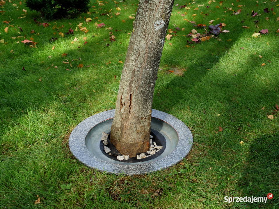 Obrzeże trawnikowe do drzew śr 50 Obrzeża i palisady Dębica