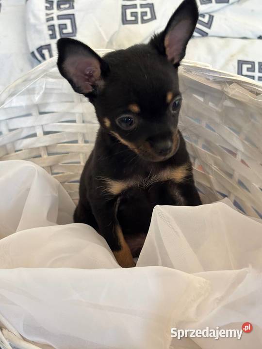 Ostatni szczeniak Toy Terrier mini piesek Piotrków Trybunalski